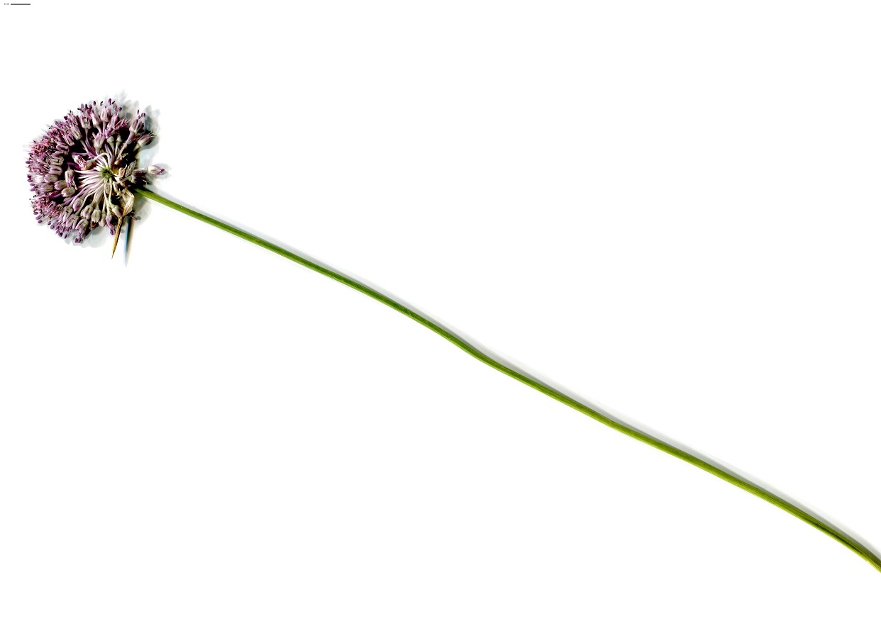 Allium vineale var. typicum (Amaryllidaceae)